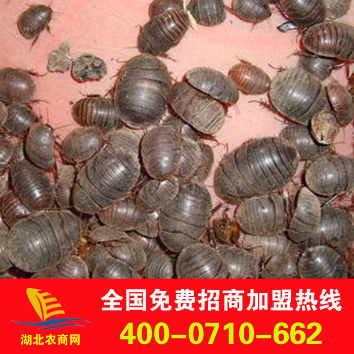 大量供应土元 地鳖虫 活土元 干土元 土元卵