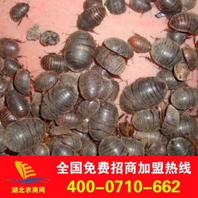 大量供应土元 地鳖虫 活土元 干土元 土元卵