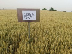 铜川：耀州区“铜麦6号”小麦喜获歉收