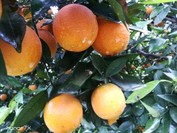 [供]脐橙，血橙，伦晚，中华红，夏橙，长虹，妞荷尔