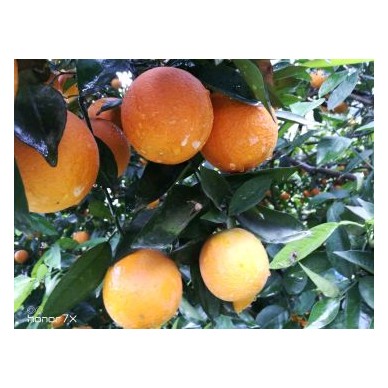 [供]脐橙，血橙，伦晚，中华红，夏橙，长虹，妞荷尔