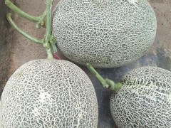 火眼金睛识好货！【汕蜜55甜瓜种子】价格，批发，供应