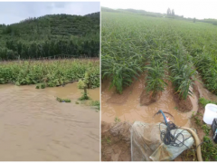 沂南县积极指点蔬菜防灾减灾和恢复消费义务-临沂市农业农村局