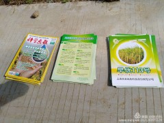 三亚市农技中心在崖州区举行旱稻直播技术推行示范现场观摩会