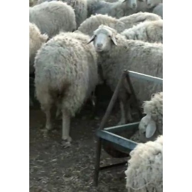 [供]二寒羊基础母羊，好羊