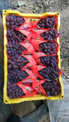 [供]茉莉香葡萄大量上市需要的客商联系