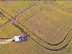 收割-南通泰州市人民政府