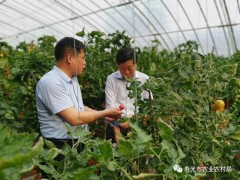 中国园艺学会理事长、国度大宗蔬菜产业技术体系首席科学家杜永臣来我市调研-寿光市农业农村局