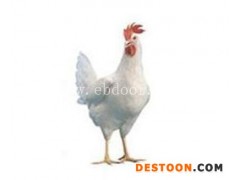 海兰褐鸡苗厂家价格-海兰褐鸡苗-华帅青年鸡批发(查看)