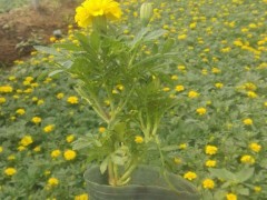 万寿菊哪里批发|优良万寿菊哪里有供应