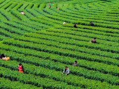 安康：富硒茶引领全省茶叶出口