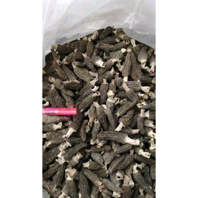 [供]供应羊肚菌,鲜货干货都有