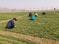 韩城：积极展开田间苗情调查