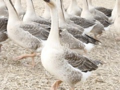 云南三花鹅苗-云南三花鹅苗批发价-妙林农业(优质商家)