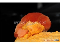 牛樟芝-海阳长程提供项目合作-牛樟芝作用