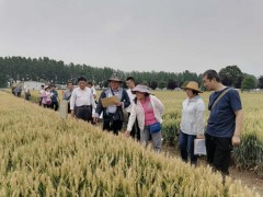 西安：省晋中市小麦品种调研观摩会在鄠邑区举行