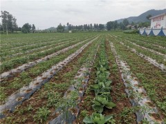 商洛：洛南县政通人和产业兴    人勤业兴椒条长