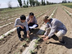 做农业科技援疆的践行者