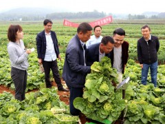 威宁:早春大白菜优秀品种“黔白5号”单季亩产7468.5公斤