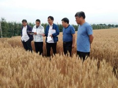 国度黄淮旱薄地实验掌管单位来鹤壁市农科院指点交流  -宝鸡鹤壁市农业农村局
