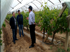 渭南：省果蔬标准化技术委员会来合调研指点果蔬标准化技术消费义务