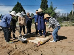 市种子管理站完成春播作物新品种展示示范种植