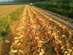 南阳市高产土豆种子-雪原农业科技服务好