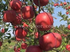 2年苗中秋王苗木基地推荐厂家