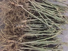 高产桑葚苗多少钱一株产品介绍