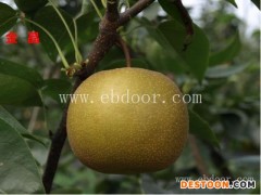 买梨树苗-仙桃梨树苗-果树茶叶研究所(查看)