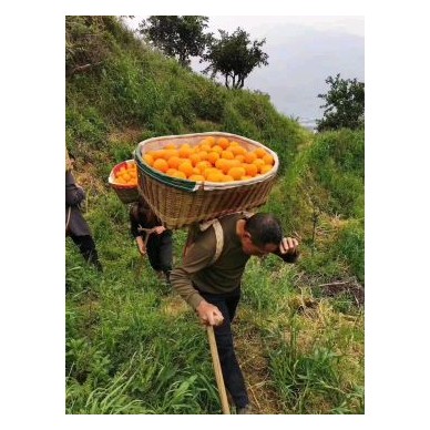 [供]秭归伦晚春橙！产地直发！口感甜！果肉细腻！