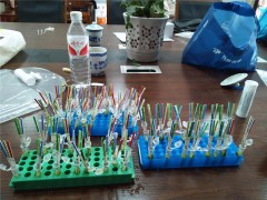 泸县展开水稻、玉米品种自主实验转基因检测