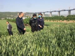 鹤壁市农经站积极展开产业扶贫“三排查三清零”百日冲刺义务-宝鸡鹤壁市农业农村局