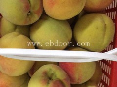 新品种桃苗供应在线咨询