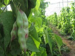 扁豆的生长环境和扁豆高产种植要点