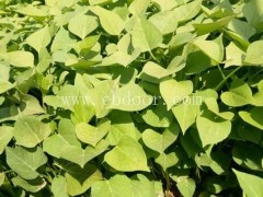 如何培育地瓜苗-地瓜苗-佰丰红薯苗种植中心(查看)