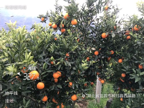 [供]秭归夏橙现摘现发支持一件代发