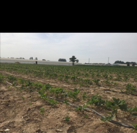 [供]商丘市梁园区双八镇代庄贵妃草莓苗