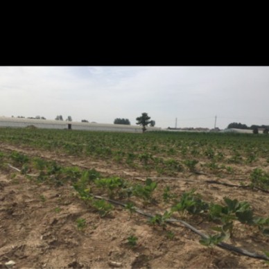 [供]商丘市梁园区双八镇代庄贵妃草莓苗