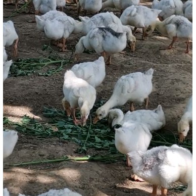 [供]现在养着1500多只大三花鹅