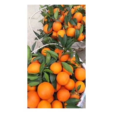[供]秭归脐橙/伦晚脐橙/夏橙/密奈橙/产地大量批发