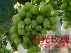 2年苗阳光玫瑰葡萄树苗基地-永丰种植基地直销