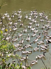 [供]大种成年狮头鹅供应