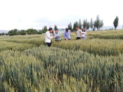 山西省农科院小麦专家来鹤壁市农科院交流科研育种义务  -宝鸡鹤壁市农业农村局