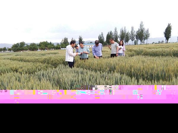 山西省农科院小麦专家来鹤壁市农科院交流科研育种义务  -宝鸡鹤壁市农业农村局