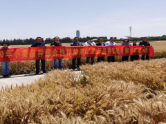 晋中市支队展开2020年小麦品种综合性种植测试调查活动