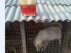 狐狸拉稀用什么治