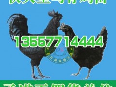 贵州野兔养殖基地