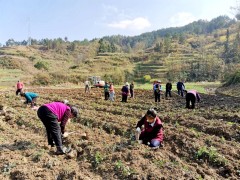 汉中：宁强县五项举措助推生态茶园树立
