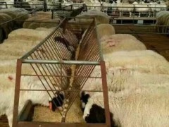 小尾寒羊养殖技术 小尾寒羊专业养殖基地